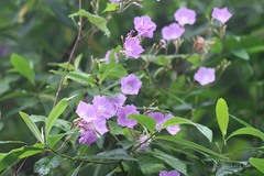 Porana grandiflora